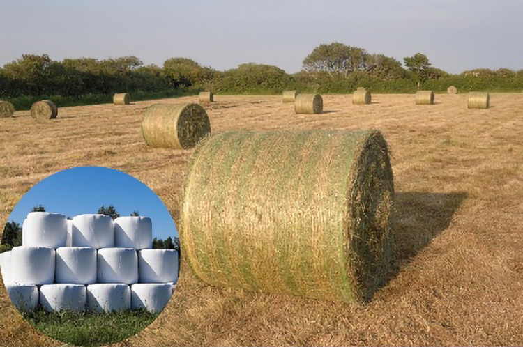 お知らせ記事写真